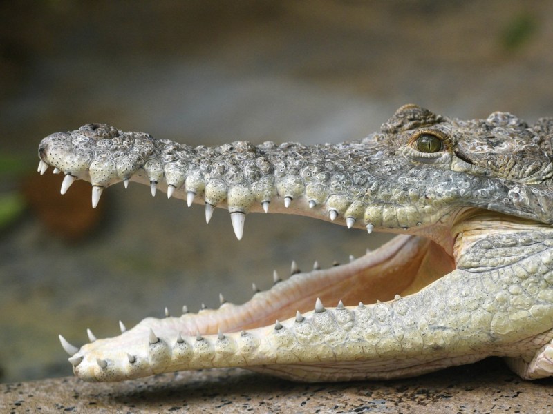 Popular crocs Carlita and Buttercup trade Chicago for Florida